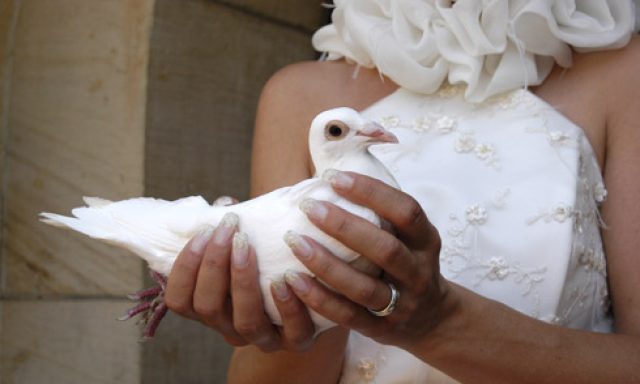 Hochzeitstauben Berlin-Brandenburg™